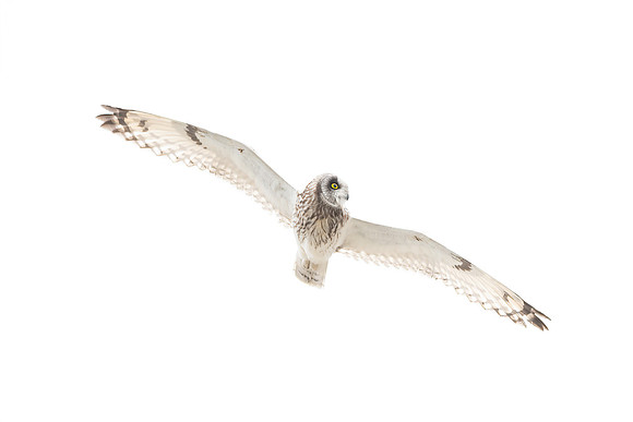 Sumpfohreule (asio flammeus) - Helgoland/Germany