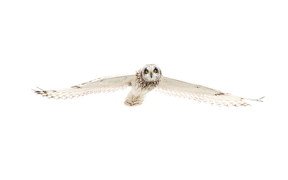 Sumpfohreule (asio flammeus) - Helgoland/Germany