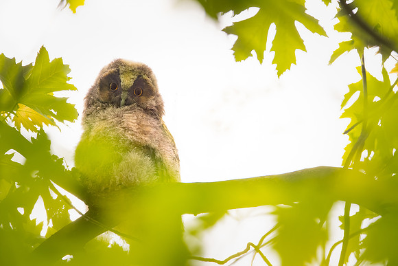 Waldohreule (asio otus) - Berlin/Germany