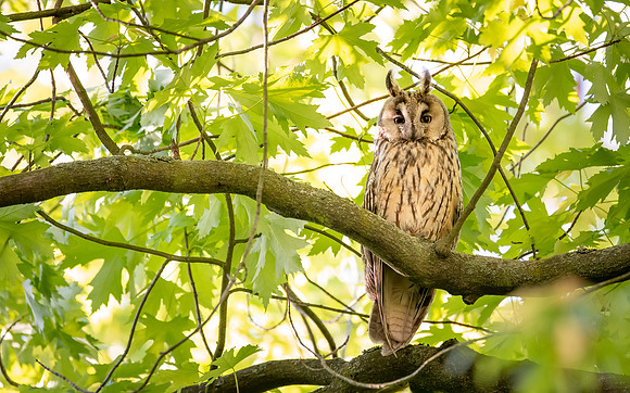 Waldohreule (asio otus) - Berlin/Germany