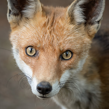 Rotfuchs (vulpes vulpes) - Berlin/Germany