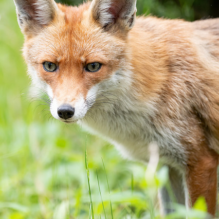 Rotfuchs (vulpes vulpes) - Berlin/Germany
