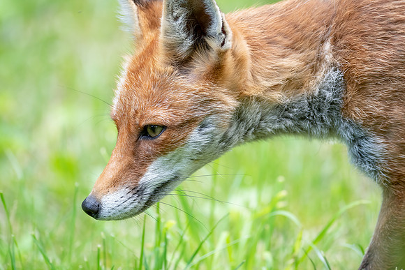 Rotfuchs (vulpes vulpes) - Berlin/Germany