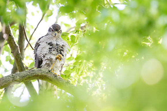 Habicht (accitpiter gentiles) - Berlin/Germany