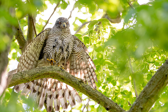 Habicht (accitpiter gentiles) - Berlin/Germany