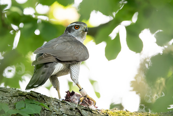 Habicht (accitpiter gentiles) - Berlin/Germany