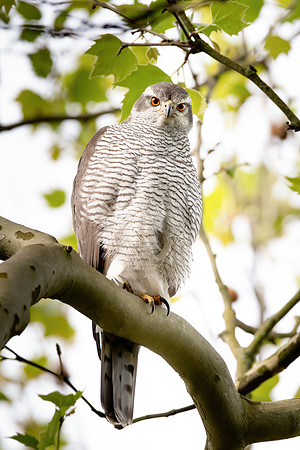 Habicht (accitpiter gentiles) - Berlin/Germany