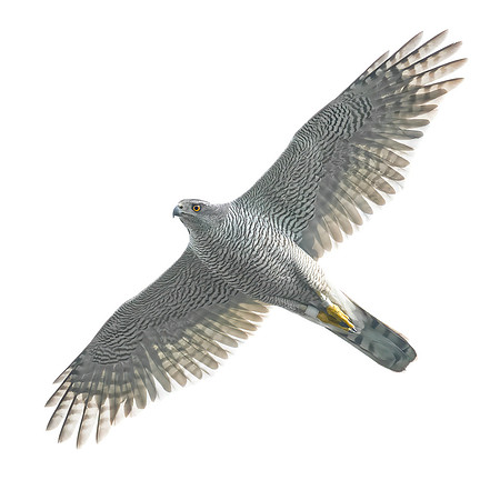 Habicht (accitpiter gentiles) - Berlin/Germany