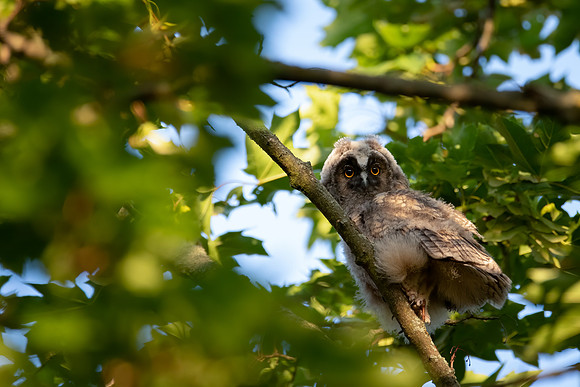 Waldohreule (asio otus) - Berlin/Germany