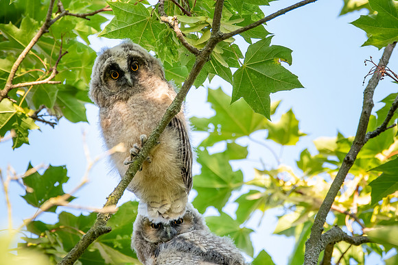 Waldohreule (asio otus) - Berlin/Germany