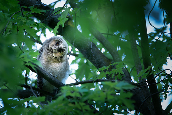 Waldohreule (asio otus) - Berlin/Germany