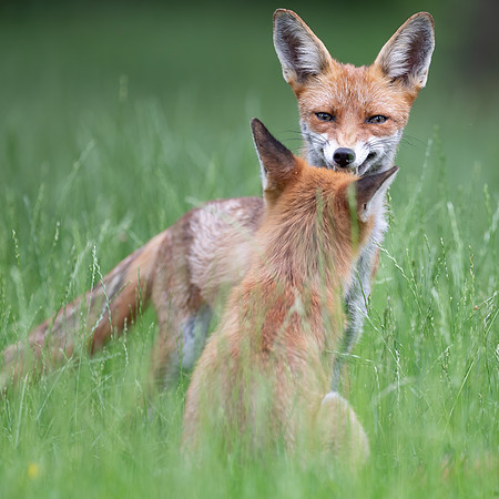 Rotfuchs (vulpes vulpes) - Berlin/Germany
