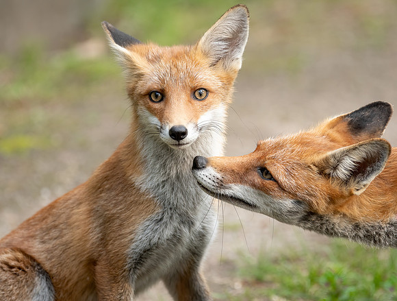 Rotfuchs (vulpes vulpes) - Berlin/Germany