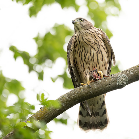 Habicht (accitpiter gentiles) - Berlin/Germany