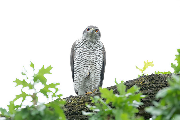 Habicht (accitpiter gentiles) - Berlin/Germany
