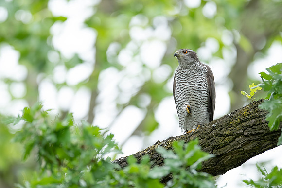 Habicht (accitpiter gentiles) - Berlin/Germany