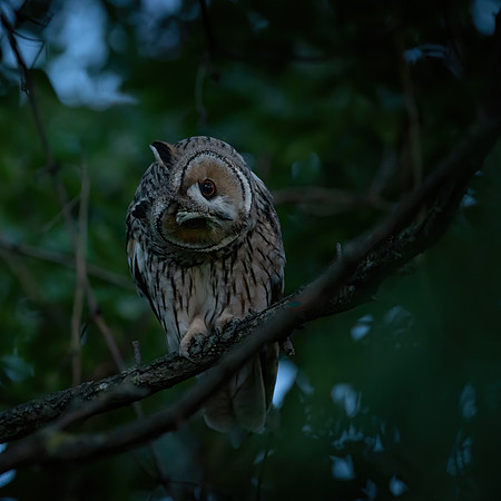 Waldohreule (asio otus) - Berlin/Germany
