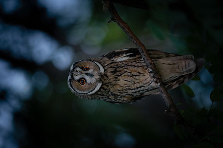 Waldohreule (asio otus) - Berlin/Germany