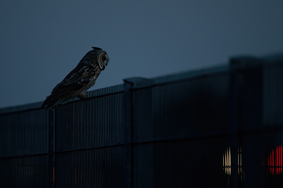 Waldohreule (asio otus) - Berlin/Germany