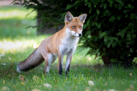 Rotfuchs (vulpes vulpes) - Berlin/Germany