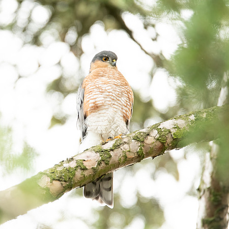 Sperber (accipiter nisus) - Berlin/Germany